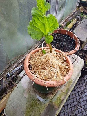 Photo of free Rhubarb Plants (Loughborough LE11)