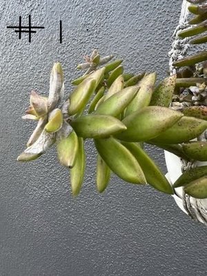 Photo of free Succulent clippings (Hawthorne)