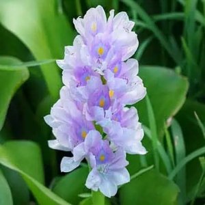Photo of free Water hyacinths (Poway CA)