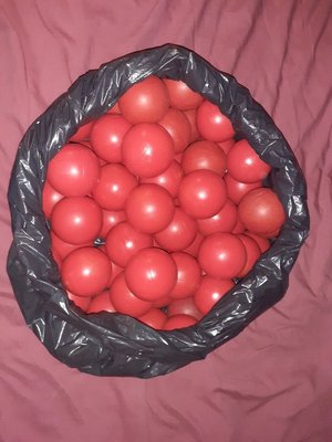 Photo of free 48 red Ball Pond balls (Lower Higham ME3)