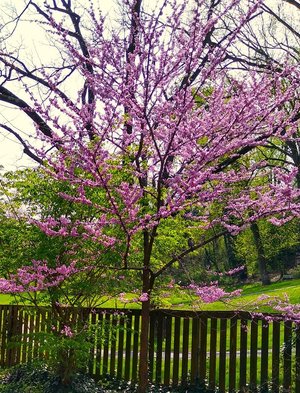 Photo of free Young Eastern Redbud trees (near Forest Glen Metro)