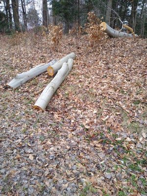 Photo of free firewood (Near Caughdenoy)