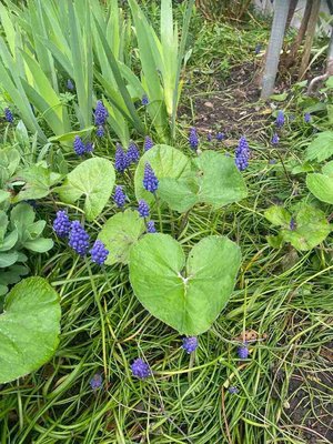 Photo of free Muscari bulbs ( grape hyacinths) (Wanstead E11)