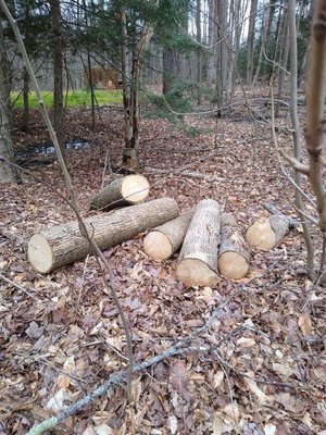 Photo of free firewood (Near Caughdenoy)