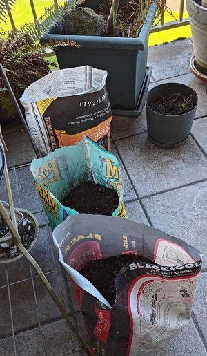 Photo of free 3 bags of old used potting soil (Magnuson)