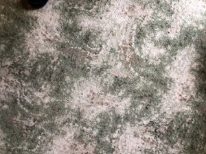 Photo of free Axminister carpet about 9 x 12 ft (Pound Hill RH10)
