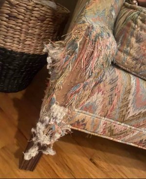 Photo of free Wing Back Fabric Chair (Shoreline)