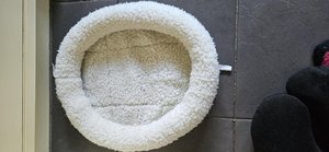 Photo of free Cat bed and Adult travel pillow (EN1)