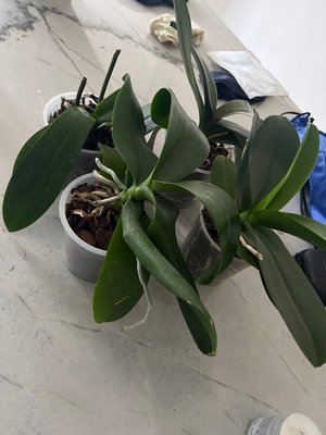 Photo of free Spent orchids (Streatham Hill)