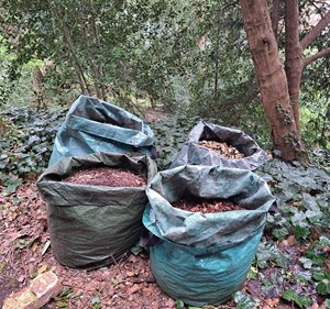 Photo of free Browns for compost/mulch (BR1 near Bromley Court Hotel)