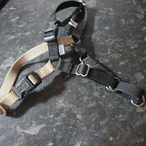 Photo of free Small dog harness (Cromford DE4)