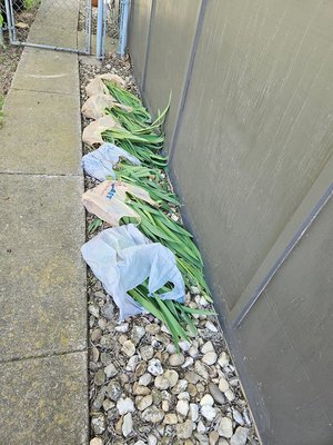 Photo of free irises (North Denton (288 & 2164))