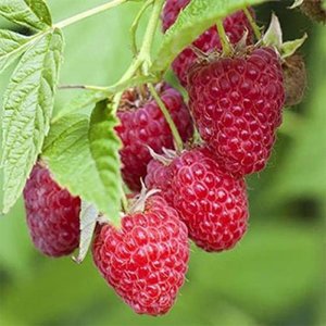 Photo of free Raspberry plants (Top Amersham HP6)