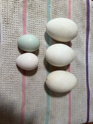 Photo of free Goose egg shells (92120 San Carlos)