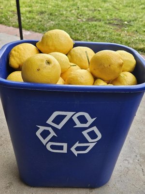 Photo of free lemons 🍋 (Sevenhills)