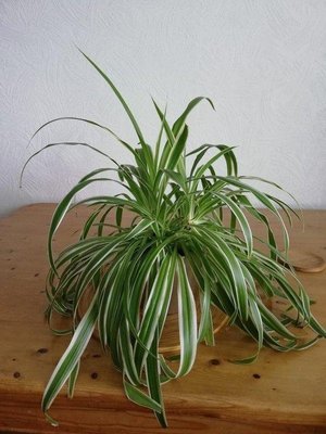 Photo of free Spider Plant (CF63 Barry)