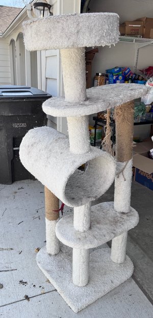 Photo of free Tall cat climbing tree (Des Moines, west side)