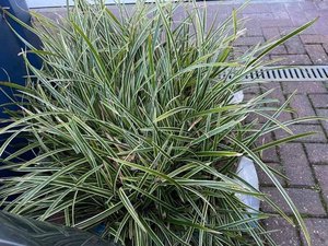 Photo of free grass plant (Hazlemere HP15)