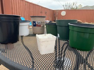 Photo of free Plastic pots (North Arlington (North Arlington (76012))