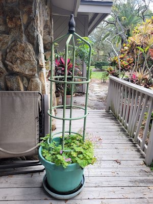 Photo of free Large Pot with 5' growing bars (palm harbor beside Innisbrook)