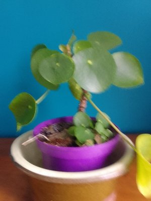 Photo of free Two Chinese money plants (NN15)