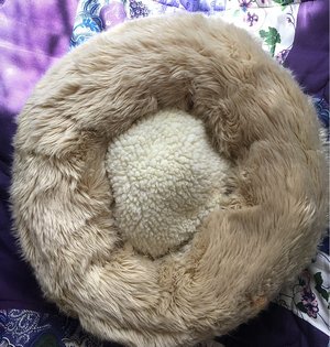 Photo of free Used Pet bed - 95014 (Prospect/Stelling)