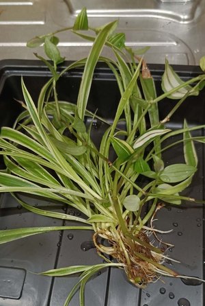 Photo of free Spider plant (Gilesgate DH1)