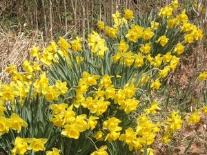 Photo of free daffodils (Berks County)