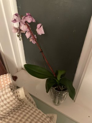Photo of free Save this orchid (Dempster east of Ridge)