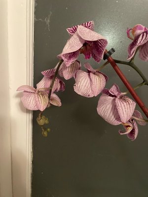 Photo of free Save this orchid (Dempster east of Ridge)