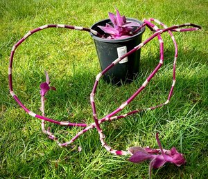 Photo of free Purple House Plant (Wedgwood)
