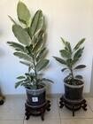 Photo of free 2 x Ficus Elastica Tineke plants - HARRISON