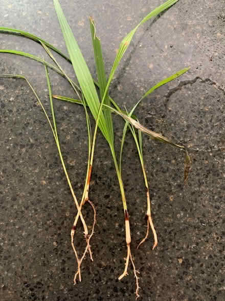 Photo of free Small palm trees (Lawrence/ El Camino Real) #1