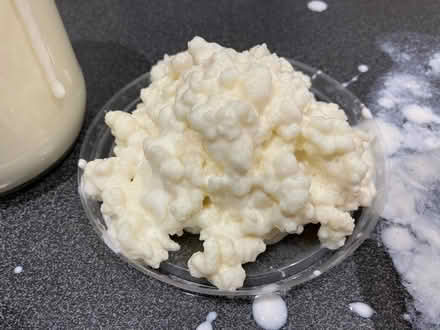 Photo of free Milk kefir grains (SE18) #1