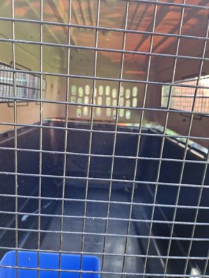 Photo of free Large dog crate (Lache CH4)