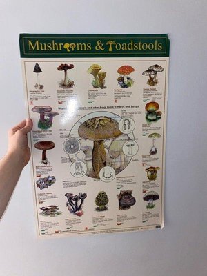 Photo of free Mushroom poster (Harpenden AL5)