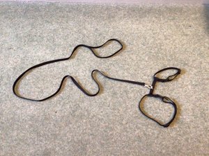 Photo of free Small pet harness and lead (Hertford SG13)