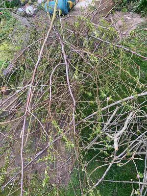 Photo of free Apple and wild plum twigs (Swanley BR8)