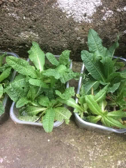 Photo of free Teasel and Forget-me-not seedlings (Frome BA11) #1