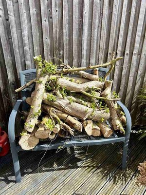 Photo of free Small pile of willow logs (Gosport PO13)