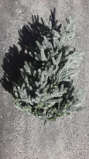 Photo of free artificial Christmas tree (Southdown and Truscott)