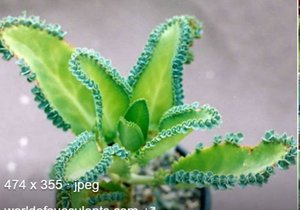 Photo of mother of thousands plant (George Green SL3)