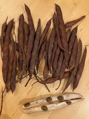 Photo of free wisteria seeds (Heath & Reach LU7)