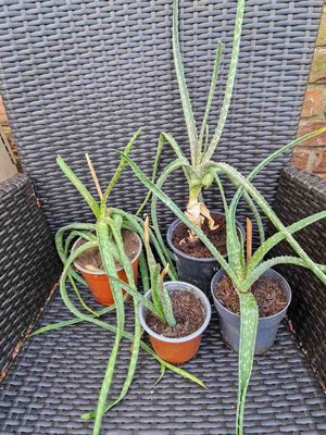 Photo of free Aloe Vera plants (Adel LS16)
