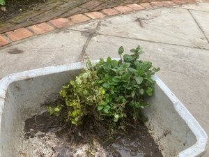 Photo of free Oregano and marjoram (Worlds End Burgess Hill)