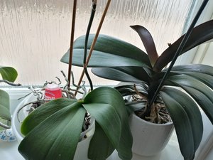 Photo of free In door Orchid plants (LU1. Caddington)