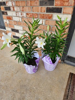 Photo of free Easter lilies (North Denton (288 & 2164))