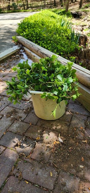 Photo of free Bare Root Pachysandra (North Chapel Hill)