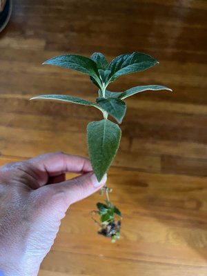 Photo of free Butterfly bush seedling (Ridley Park)