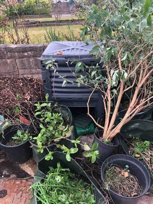 Photo of free Gardening materials - black compost bin etc (Woolton L25)